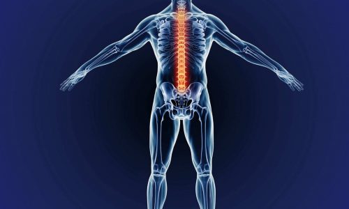 Introduction to the human muscular system